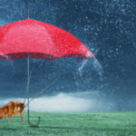 Rainy day pests to look out for