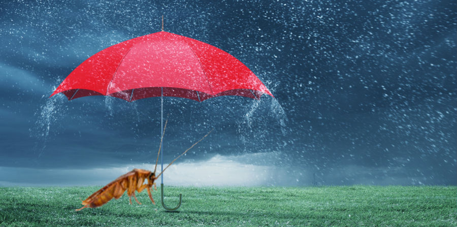 Rainy day pests to look out for