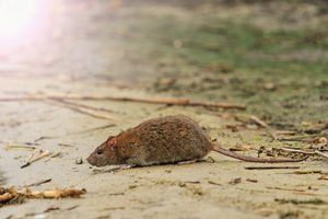 Rodents can start fires if they chew through electrical chords.