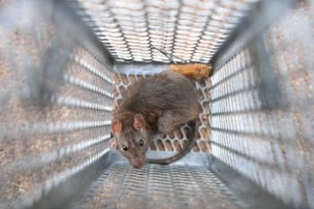 What is rodent exclusion; Griffin Pest Solutions
