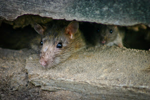 Rat crawling through a crack to get into a house