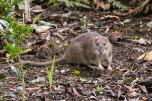 rats are active in late summer and early fall