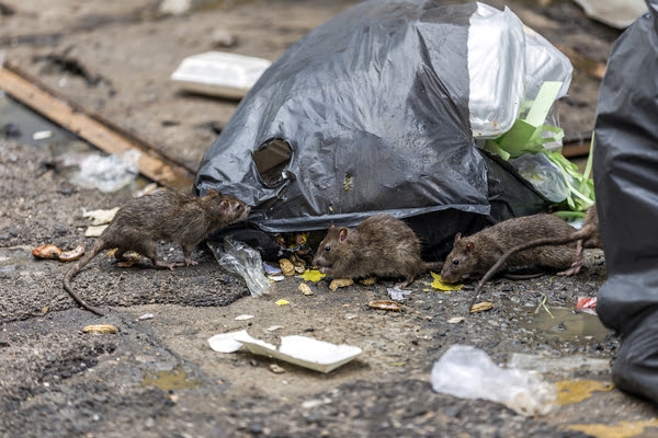 Rats in garbage in Kalamazoo MI | Griffin Pest Solutions