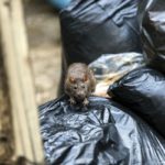 Where do rats live; Griffin Pest Solutions