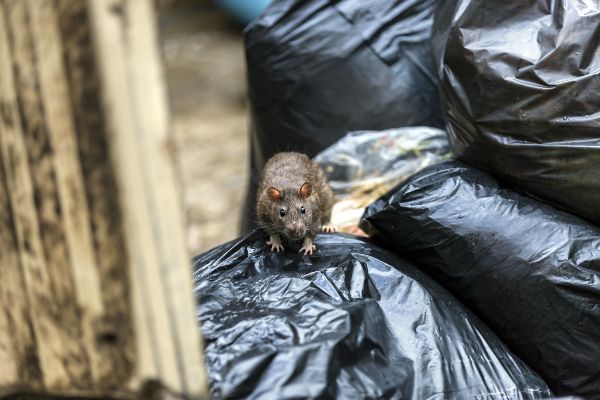 Where do rats live; Griffin Pest Solutions