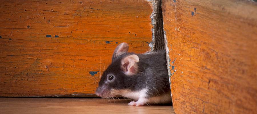 mouse sticking out of hole in baseboard