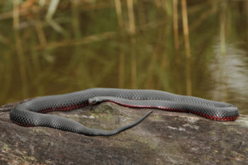 Michigan red bellied snake