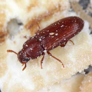 Red Flour Beetle identification in Kalamazoo |  Griffin Pest Solutions