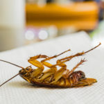 Dead cockroach on a restaurant linen
