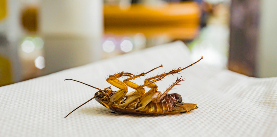 Dead cockroach on a restaurant linen