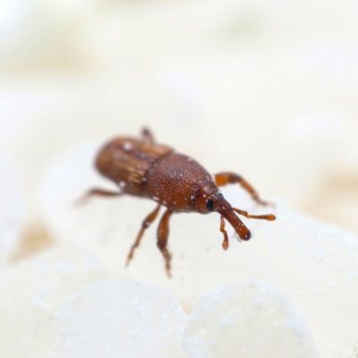 A rice weevil crawling on food
