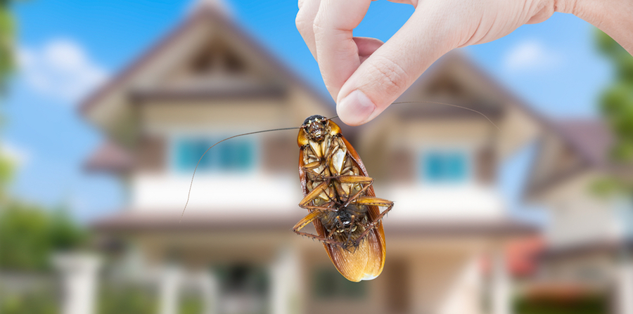 Hand gripping cockroach outside of house