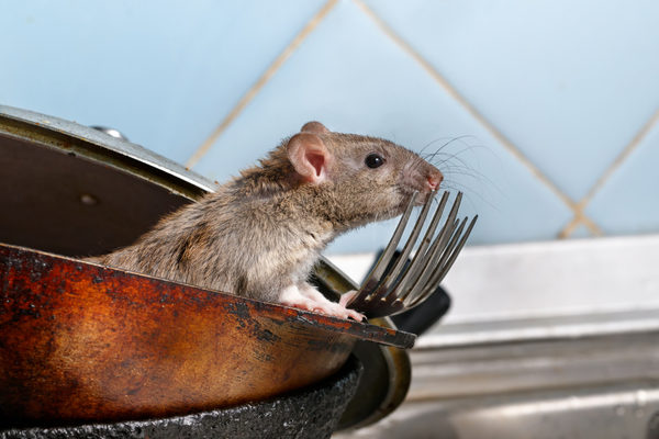 Rodent in dirty dishes