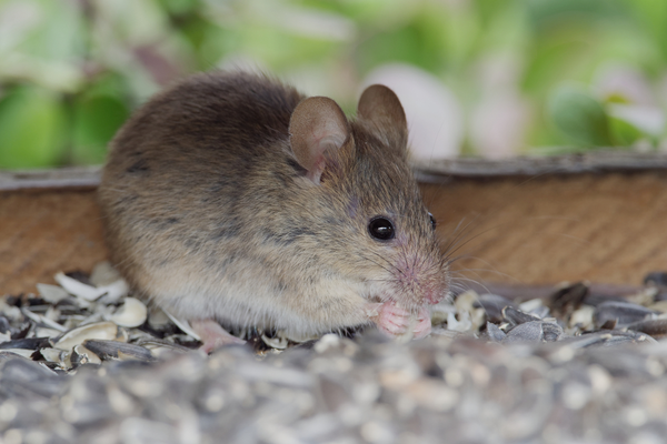 Rodent chewing on sunflower seeds near a home