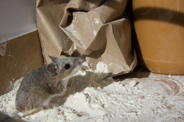 rodent in kitchen