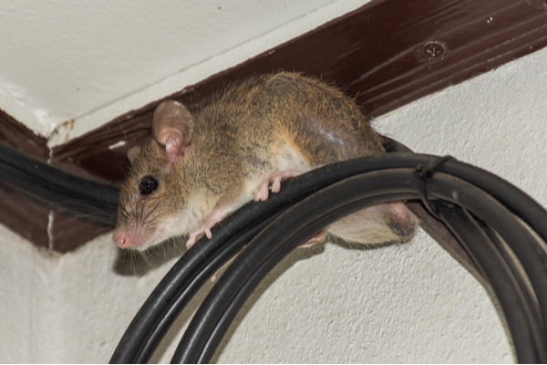 rodent climbing on an electrical wire