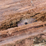 Rodent peeking out through damage in a wooden log. Everything you should know about the rodents near you.