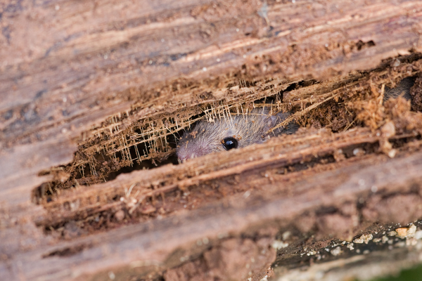 Rodent peeking out through damage in a wooden log. Everything you should know about the rodents near you.