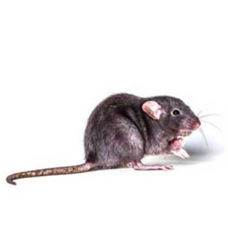 A roof rat on a white background