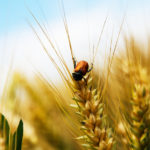 pests on a wheat field "Rural pest problems"