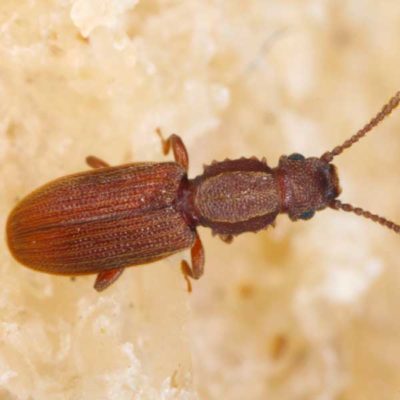 A sawtoothed grain beetle crawling on food