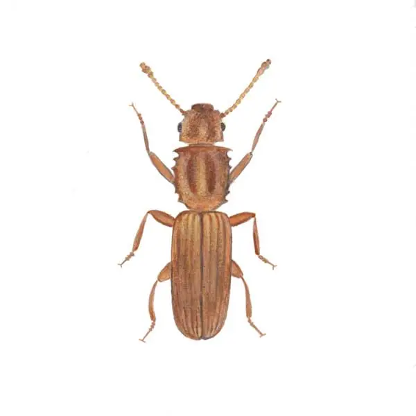 A sawtoothed grain beetle on a white background