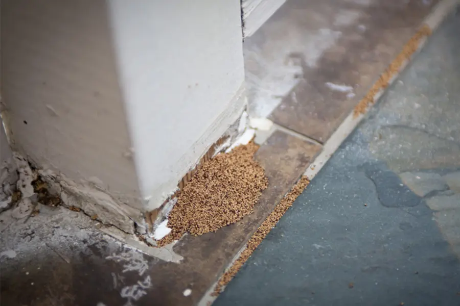 file of wood sawdust from termite damage next to a wall in a home.