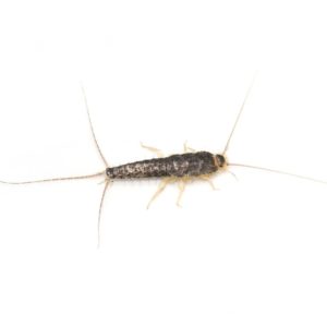 Silverfish identification in Kalamazoo |  Griffin Pest Solutions