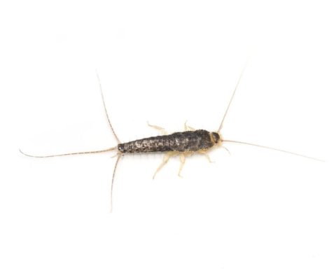 A silverfish on a white background