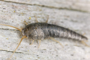 silverfish in summer