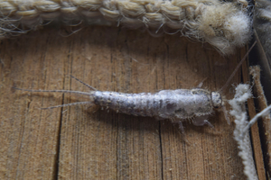 Where do silverfish come from?