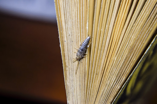Silverfish on a book