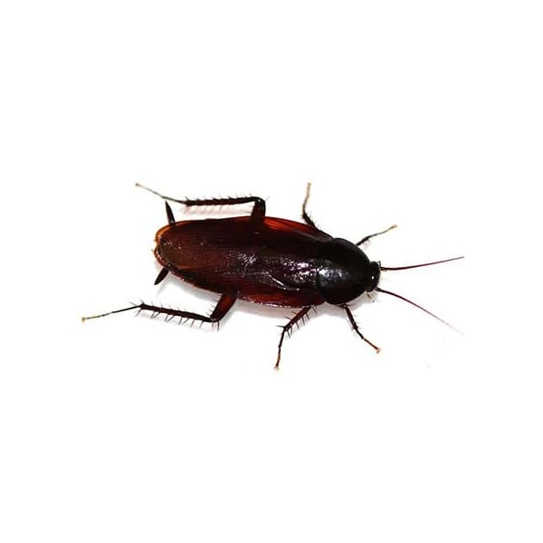 Smoky brown cockroach up close white background - Keep pests away from your home with Griffin Pest Solutions in Michigan