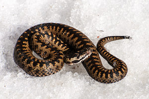 snakes congregate together in shelters called hibernaculums to survive winter