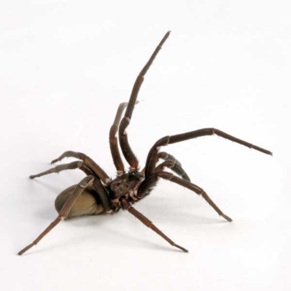 Southern House Spider identification in Kalamazoo |  Griffin Pest Solutions