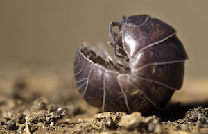 pillbug