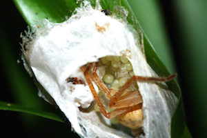 spider nests