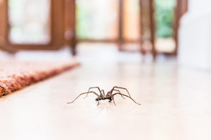 spiders may infiltrate homes to keep warm