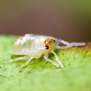 Spider Mite identification in Kalamazoo |  Griffin Pest Solutions