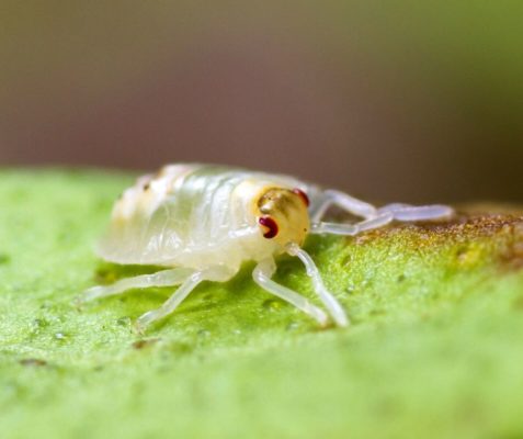 Closeup of a spider mite crawling on a leaf