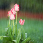 Tulips in rain