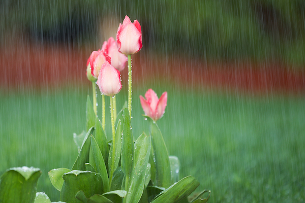 Tulips in rain