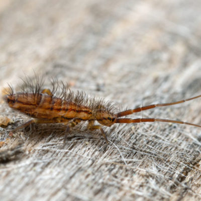Closeup of a springtail crawling on a log
