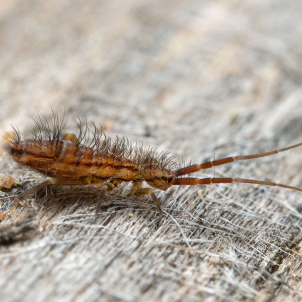 Springtail identification in Kalamazoo |  Griffin Pest Solutions