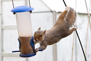 use spicy bird seed in your feeders to scare off squirrels
