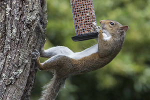baffles may help keep squirrels away... as long as they're big enough