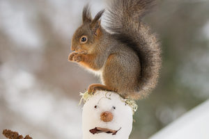 squirrels fatten up and stash food to survive winter