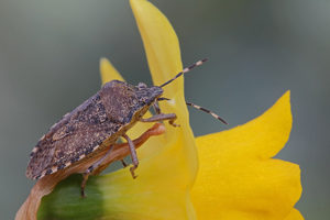 stink bugs