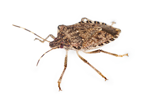 what stink bugs are
