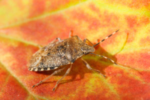 brown marmorated stink bugs tend to be especially active in late summer and early fall
